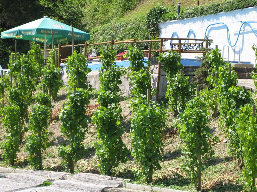 Landhotel Weinhaus Treis Weinaehr Bagian luar foto